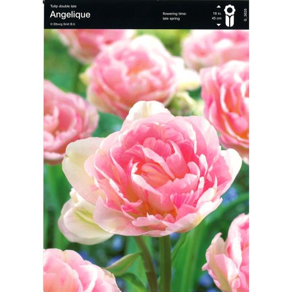 球根・バラ球】 八重咲きチューリップ ダブルレイト咲き アンジェリケ