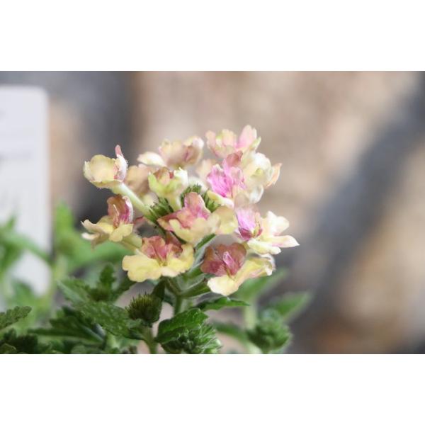 宿根バーベナ ラナイ ヴィンテージウォッカ 3 5号ポット苗 寄せ植え 花壇 Verbena6 グリーンプラザ山長ヤフーショッピング店 通販 Yahoo ショッピング