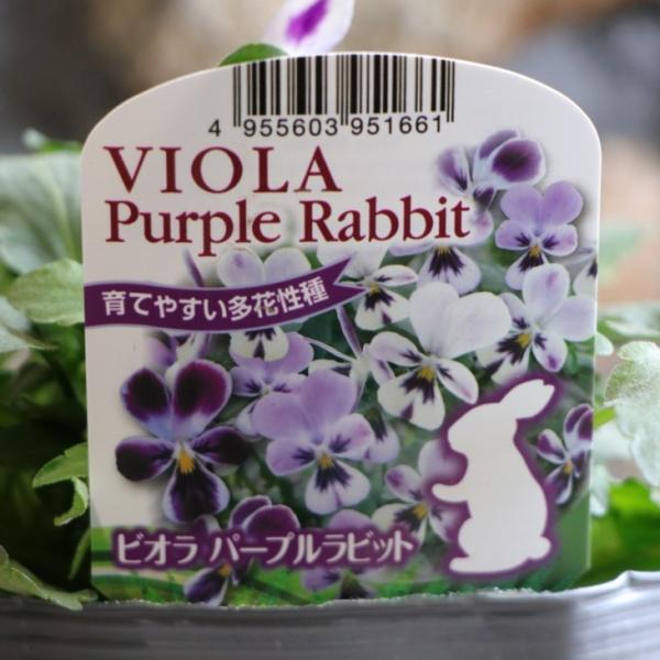 うさぎ耳ビオラ パープルラビット 3.5号ポット苗 ビオラ 福花園