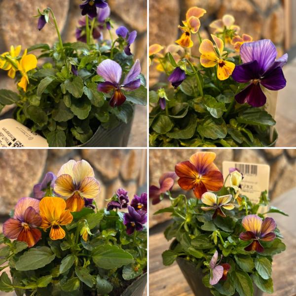 専用 FR73♥ゲブラナガトヨ アマゾネス♥花苗ポットごと発送