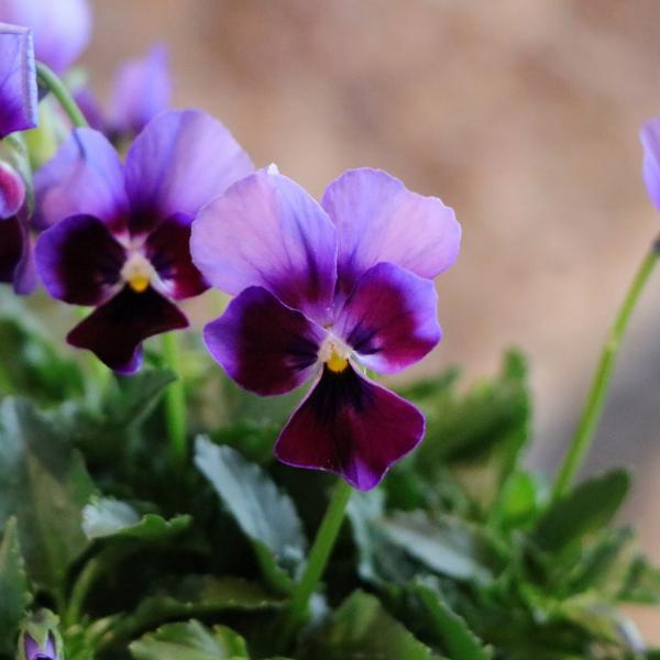 ゲブラナガトヨ ビオラ ミステリアスシリーズ ミステリアスバニー 3.5号ポット苗 ビオラ GEBR 他にはない花色が素敵なゲブラナガトヨさんのオリジナルビオラです。「ミステリアスシリーズ ミステリアスバニー」は、花一面に入る濃いグラデーシ...