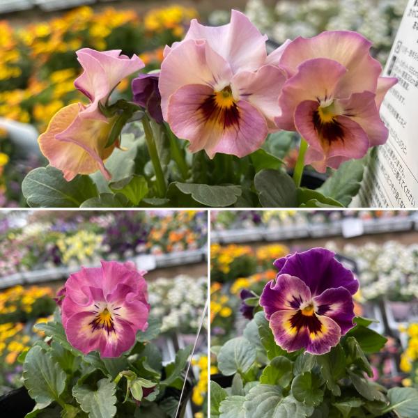 gp-yamacho_viola52