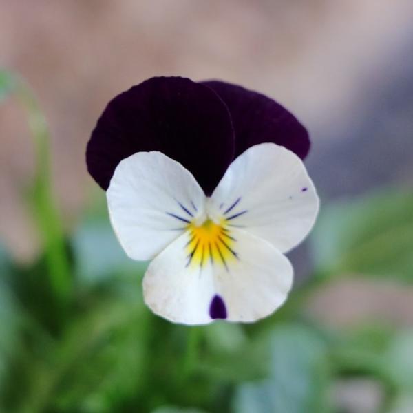 gp-yamacho_viola79