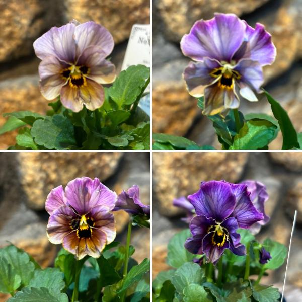 gp-yamacho_violanouvellevague5