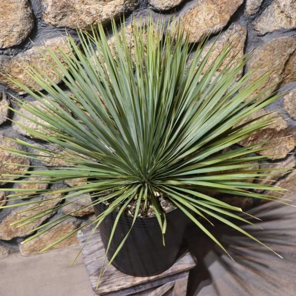 【AL999】ユッカ　ロストラータ ユッカ・ロストラータ 8号 90cm - 植物と暮らす m-plant