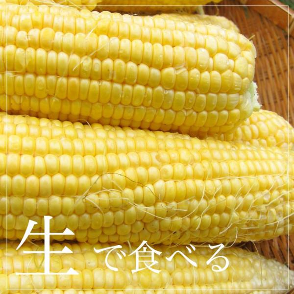 北海道産 ゴールドラッシュ 10本 Tv放映で大ヒット 送料無料 ８月下旬収穫次第発送 とうもろこし トウモロコシ 北海道 旬 季節限定 野菜 Prettyfunnyballoons Com