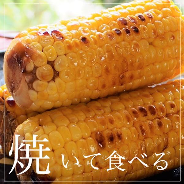 北海道産 ゴールドラッシュ 10本 Tv放映で大ヒット 送料無料 ８月下旬収穫次第発送 とうもろこし トウモロコシ 北海道 旬 季節限定 野菜 Prettyfunnyballoons Com