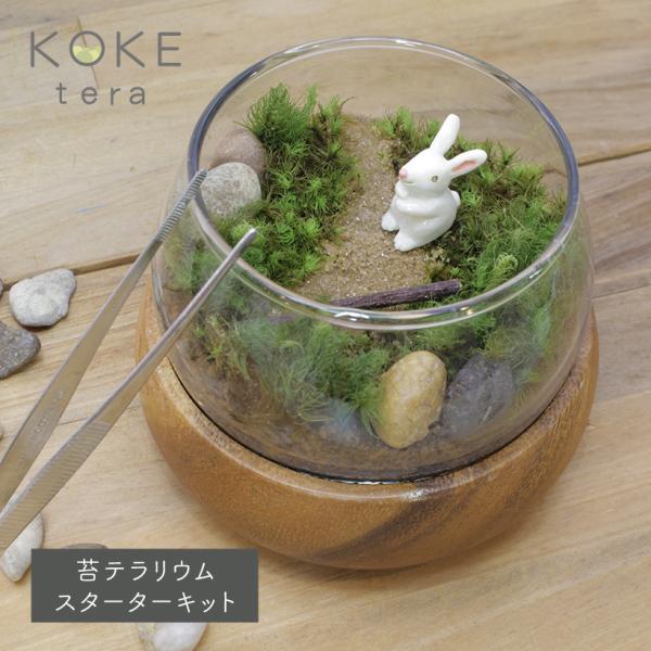 ウサギさんいっぱい❤️フィギュア❤️苔テラリウム 苔テラリウム キット うさぎ 防水 フィギュア 付き 育成キット