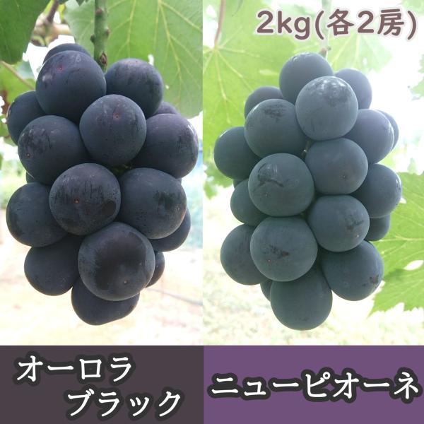 ピオーネ＆オーロラブラック 2kg(各2房ずつ) ちょっと訳あり《岡山県産