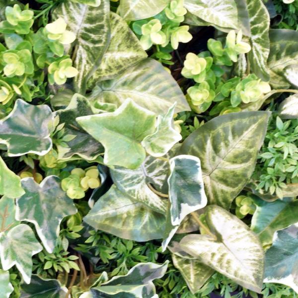 壁面グリーンフレームシンゴジューム ブラック 光触媒 造花 観葉植物 インテリアグリーン Buyee Buyee 提供一站式最全面最專業現地yahoo Japan拍賣代bid代拍代購服務 Bot Online