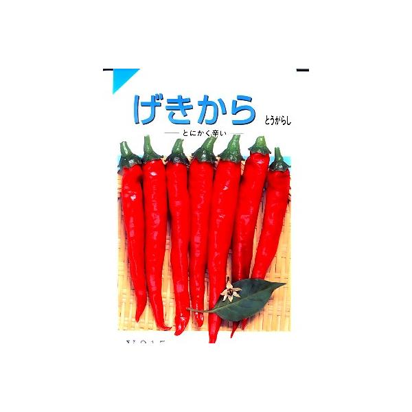 名前の通りとても辛いトウガラシです。　青いうちから辛味を持ち、真っ赤になってくると強烈に辛くなってくる品種です。　実は下向きに着いて、長さは１２ｃｍほどになります。　普通、下向きに着く品種はそれほど辛くないのですがこの品種は例外です。　また...