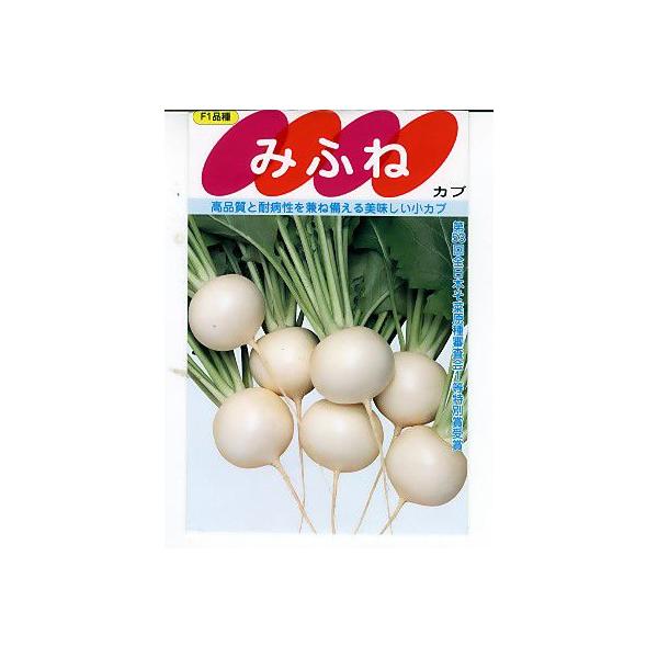 TJ^z@݂ӂ˃Ju@TJ^̃^l̏JuiłB