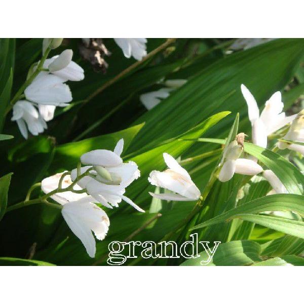 紫蘭白花3本 Buyee Buyee 提供一站式最全面最專業現地yahoo Japan拍賣代bid代拍代購服務bot Online