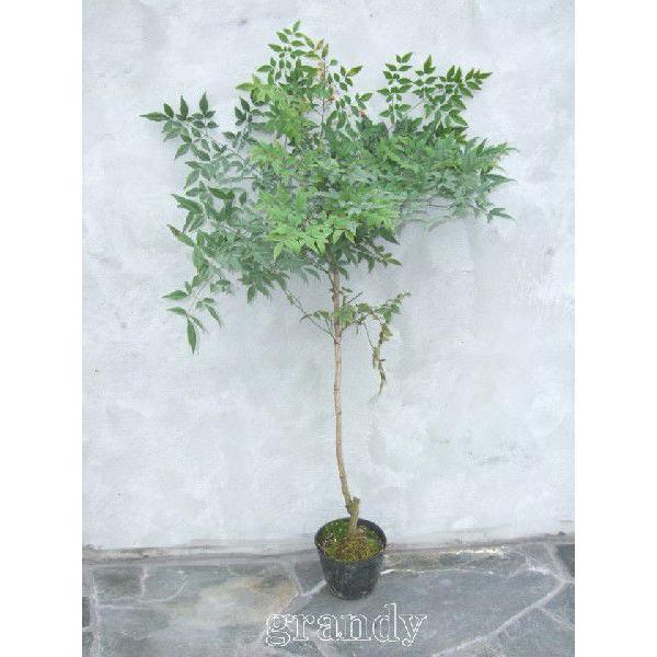 赤南天h700 900 Buyee 日本代购平台 产品购物网站大全 Buyee一站式代购bot Online