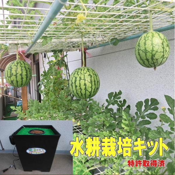 水に浮かせて野菜を育てる 浮かせてキット 水耕栽培キット お手軽 簡単に家庭菜園 初心者ガーデニング 収穫の歓び 手軽に菜園生活 Float1010 グリーン工房 通販 Yahoo ショッピング