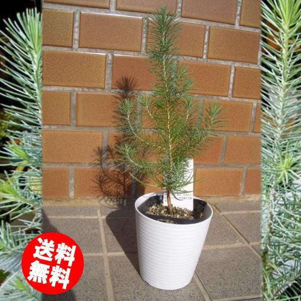 ピナスピネア（イタリアカサマツ）ポット付き 観葉植物」 原産地