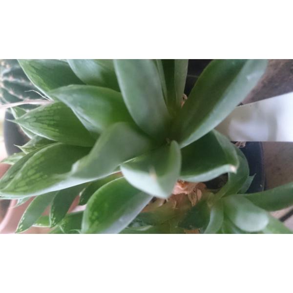 多肉植物 ハオルチア 宝草 たからぐさ 室内での育成にも向いている Buyee Buyee Japanese Proxy Service Buy From Japan Bot Online