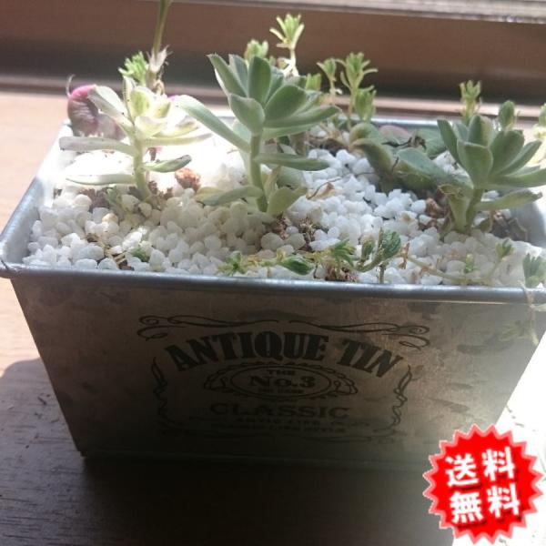 多肉植物寄せ植え Antique Tin Classicのブリキ缶 の可愛い多肉寄せ植え Buyee Buyee Japanese Proxy Service Buy From Japan Bot Online