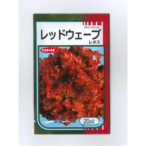 ^X Tj[^X bhEF[u 20ml ijTJ^̃^l