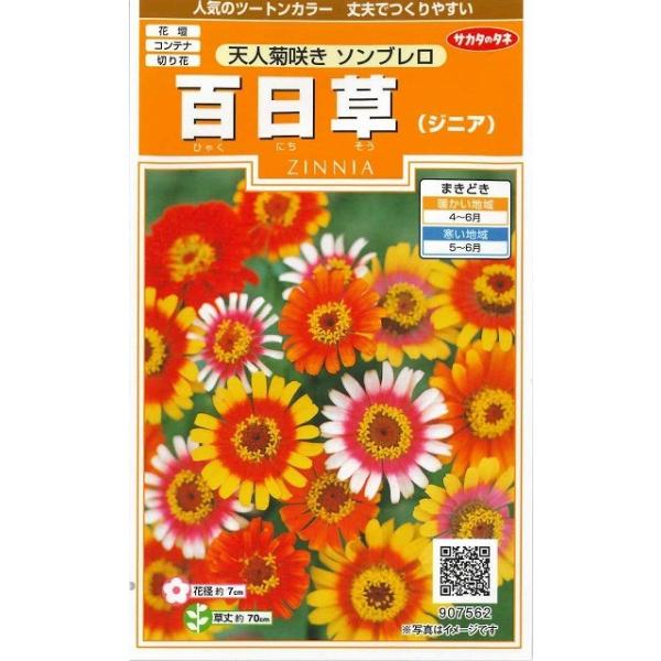 花の種 百日草 天人菊咲きソンブレロ 約36粒 サカタのタネ(実咲150) :2018060102:グリーンロフトネモト - 通販 - Yahoo!ショッピング 花の種 百日草 天人菊咲きソンブレロ 約36粒 サカタのタネ(実咲150) :2018060102:グリーンロフトネモト - 通販 - Yahoo!ショッピング