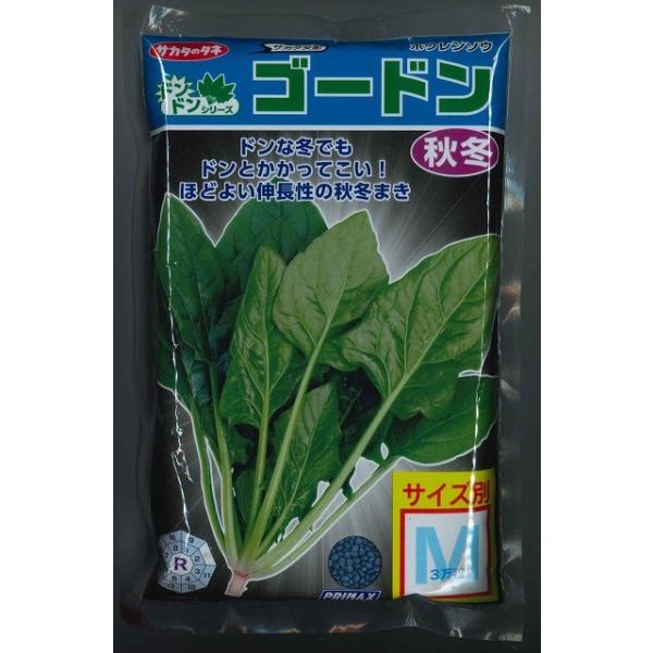 ق񂻂 S[h 3(qTCY:M) ijTJ^̃^l