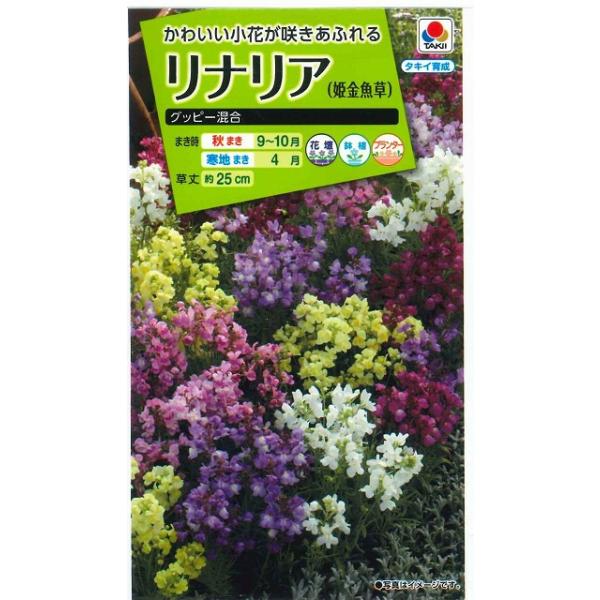 Ԃ̎ iA Obs[  ^LCcij(NL200)