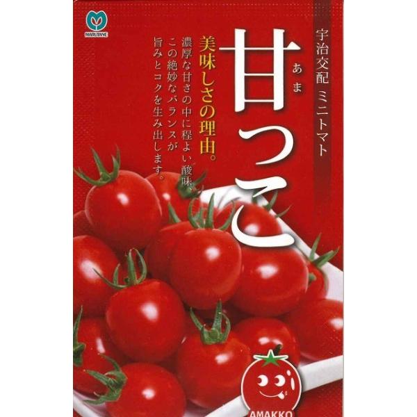 野菜種　ミニトマト　甘っこ　500粒　宇治交配　濃厚な甘さの中に程よい酸味！絶妙なバランス！種・苗・農業資材品揃え豊富！農家さん御用達のお店　グリーンロフトネモト