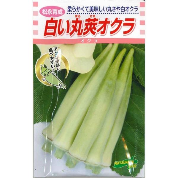 オクラ　白い丸莢オクラ　　松永育成種・苗・農業資材品揃え豊富！農家さん御用達のお店　グリーンロフトネモト