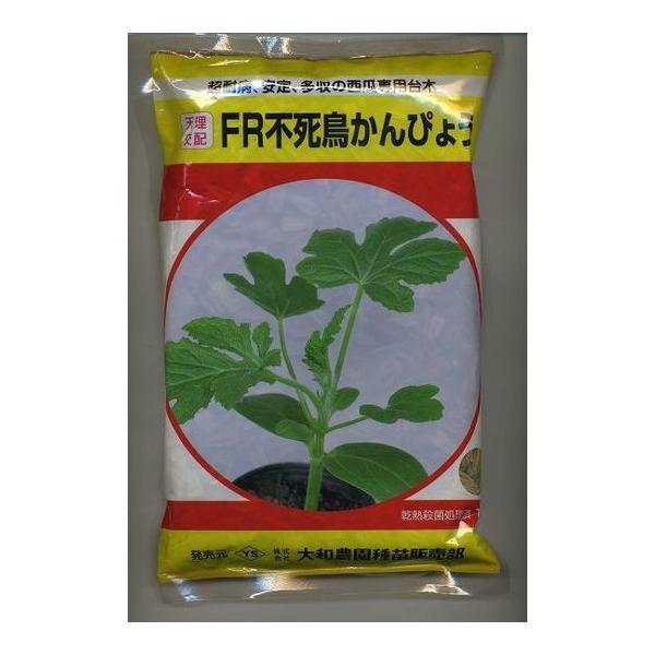 (XCJp) eqs҂傤 500 ija_