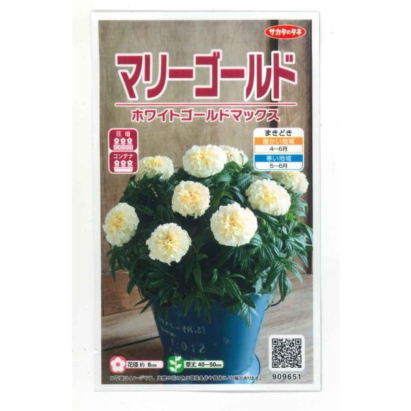 花の種　マリーゴールド 　ホワイトゴールドマックスエレガントな乳白色の巨大輪種・苗・農業資材品揃え豊富！農家さん御用達のお店　グリーンロフトネモト
