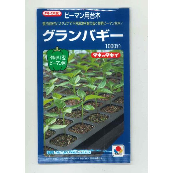 送料無料！台木(ピーマン用) グランバギー　タキイ種苗複合耐病性とスタミナで不良環境を耐え抜く強勢ピーマン台木種・苗・農業資材品揃え豊富！農家さん御用達のお店　グリーンロフトネモト
