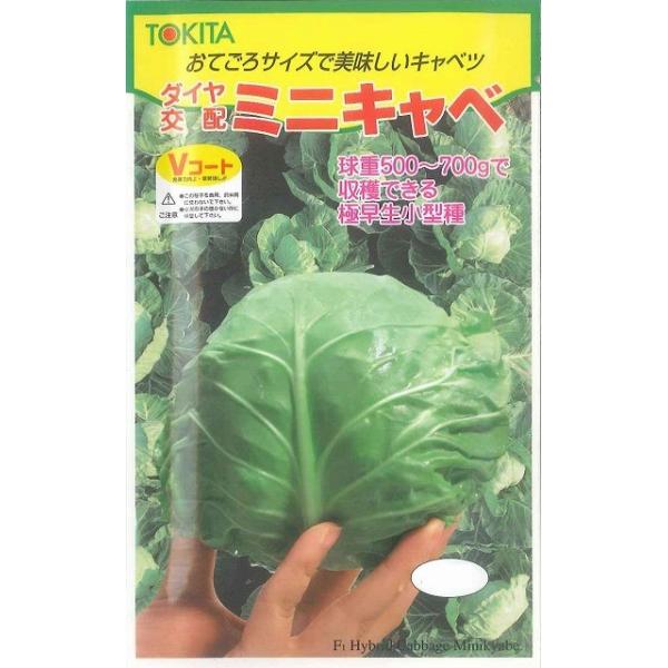 野菜種　キャベツ　ミニキャベ球重500〜700ｇで収穫できる極早生小型種です。