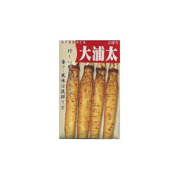 野菜種　牛蒡　大浦太香り・風味は抜群です！種・苗・農業資材品揃え豊富！農家さん御用達のお店　グリーンロフトネモト