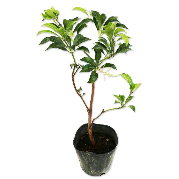 【アセビ】（馬酔木） 読み：あせび 学名：Pieris japonica subsp ツツジ科アセビ属 常緑低木 別名：イセボ、アシビ  【名前の由来】 足廃 （アシイ）から。   【商品情報】 アセビは4ｍ程度になる常緑低木です。日本各地...