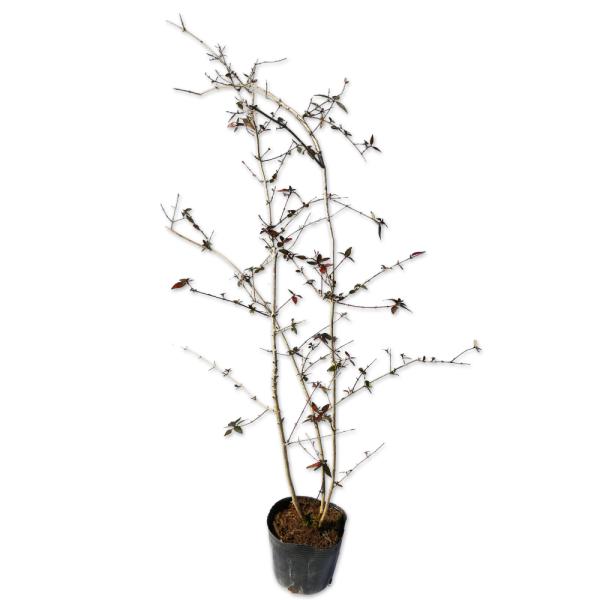 アベリア 0 4m10 5cmポット 1本 1年間枯れ保証 生垣樹木 トオヤマグリーン 通販 Yahoo ショッピング