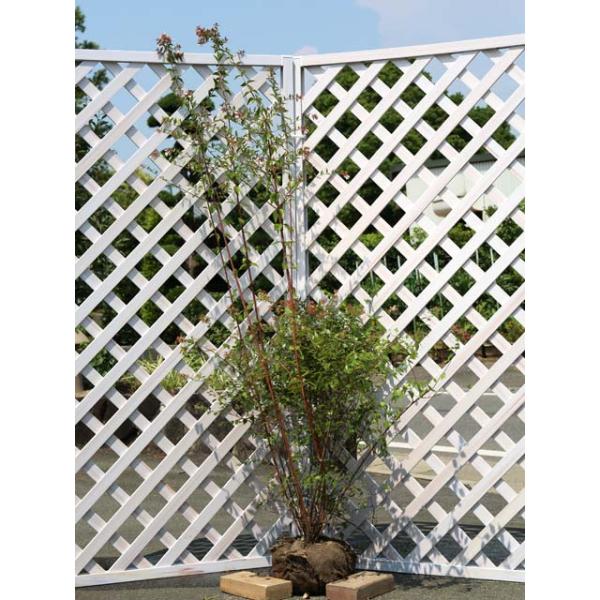 アベリア 1 5m露地 3本セット 送料無料 1年間枯れ保証 生垣樹木 トオヤマグリーン 通販 Yahoo ショッピング