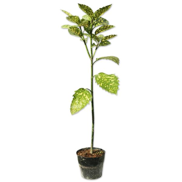 植木 盆栽 アオキの人気商品 通販 価格比較 価格 Com