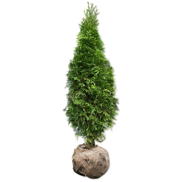 【エメラルドグリーン】（） 読み：えめらるどぐりーん 学名：Thuja occidentalis 'Smaragd' ヒノキ科クロベ属 常緑高木 別名：スマラグ、エメラウド、エメラルド  【商品情報】 エメラルドグリーンは別名『スマラグ』や...