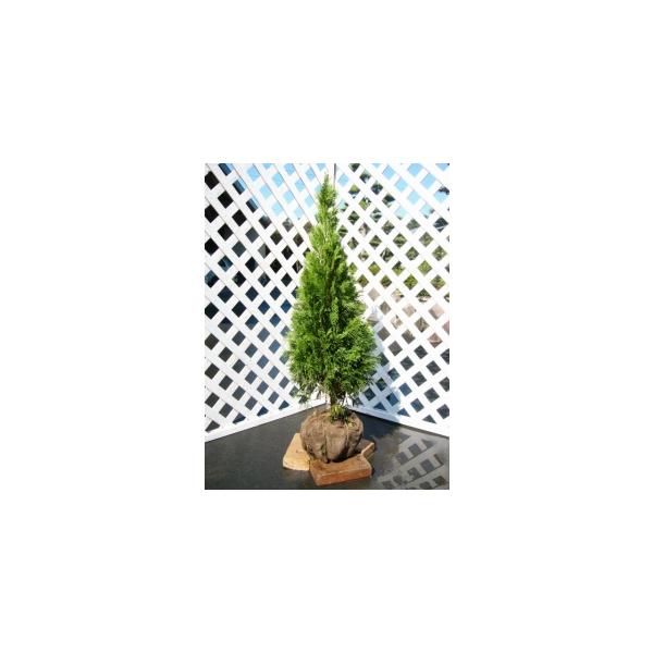 【エメラルドグリーン】（） 読み：えめらるどぐりーん 学名：Thuja occidentalis 'Smaragd' ヒノキ科クロベ属 常緑高木 別名：スマラグ、エメラウド、エメラルド  【商品情報】 エメラルドグリーンは別名『スマラグ』や...