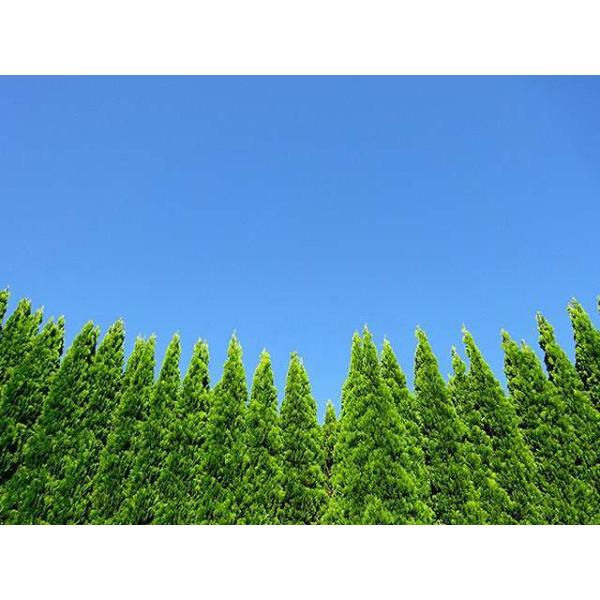 最安値挑戦 エレガンテシマ 0 8m15cmポット 8本セット 1年間枯れ保証 コニファー トオヤマグリーン 通販 Yahoo ショッピング Janetrosier Com