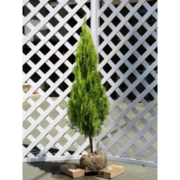【エレガンテシマ】（） 読み：えれがんてしま 学名：Thuja occidentalis "Elegantissima" ヒノキ科クロベ属 常緑高木 別名：エレガンティシマ、ローズダリス、コノテガシワ  【名前の由来】 ラテン語で美しいとい...