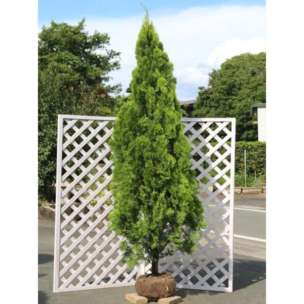 エレガンテシマ 2 5m露地 1本 1年間枯れ保証 シンボルツリー常緑 トオヤマグリーン 通販 Yahoo ショッピング