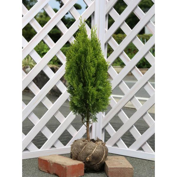 オウゴンコノテ 0.6m 露地 苗