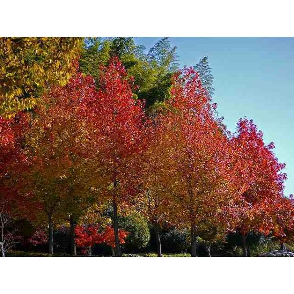 アメリカフウ 0 8m露地 1本 1年間枯れ保証 街路樹 公園樹 1008 トオヤマグリーン 通販 Yahoo ショッピング