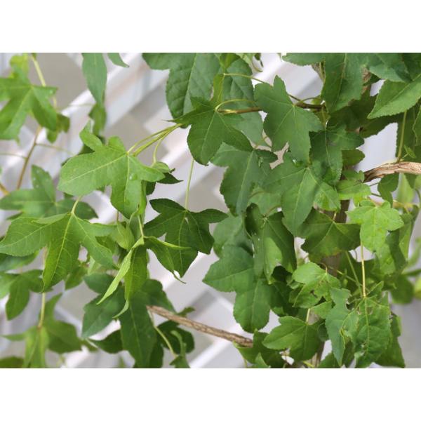 Seal限定商品 アメリカフウ 0 8m露地 2本セット 送料無料 1年間枯れ保証 街路樹 公園樹 人気ブランドを Www Technet 21 Org