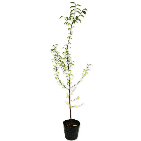 【エゴノキ】（野茉莉） 読み：えごのき 学名：Styrax japonica エゴノキ科エゴノキ属 落葉高木 別名：チシャノキ、チサノキ、ロクロギ、シャボンノキ  【名前の由来】 実に毒があり食べた時にエグイ味がすることから。  【商品情報...