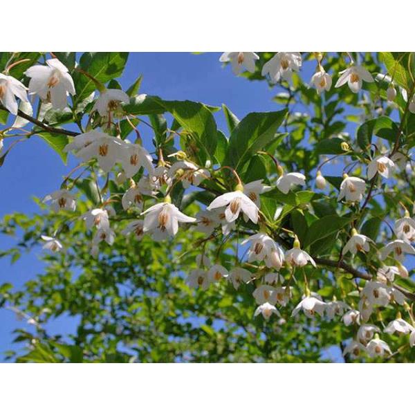 高級品市場 エゴノキ ピンクチャイム株立ち 2 0m露地 1本 保付 植木 庭木 Labelians Fr