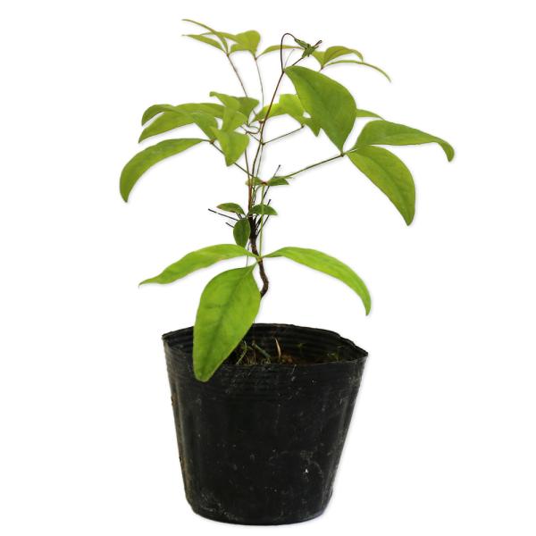 オタフクナンテン 10 5cmポット 30本セット ギガランキングｊｐ