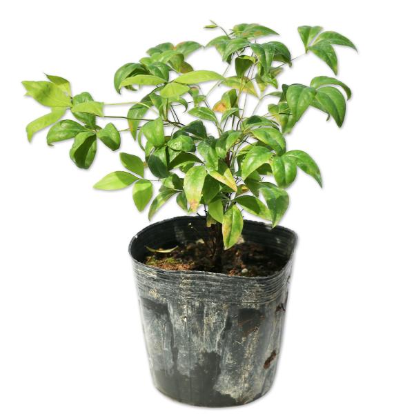 オタフクナンテン 12cmポット 1本 1年間枯れ保証 低木 1032 トオヤマグリーン 通販 Yahoo ショッピング