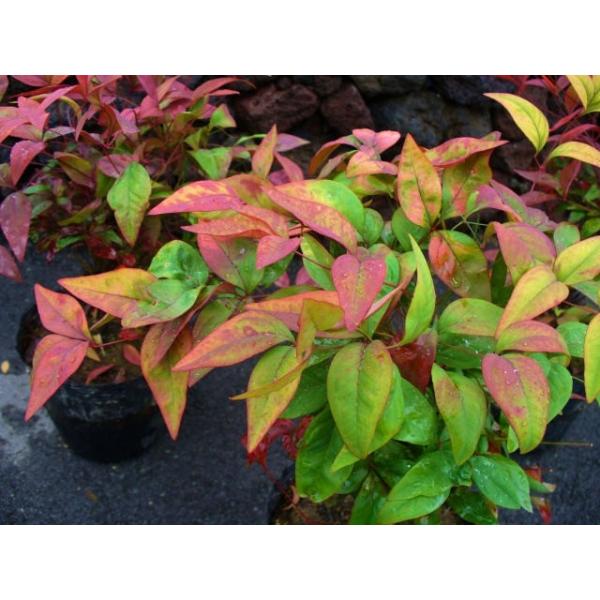 オタフクナンテン 12cmポット 1本 1年間枯れ保証 低木 Buyee Buyee Japanese Proxy Service Buy From Japan Bot Online